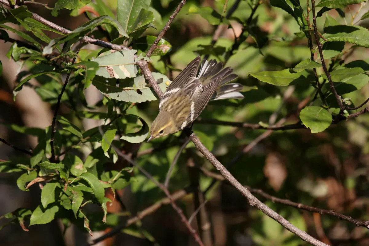 File:Blackburnian Warbler (Setophaga fusca) (5055192359).jpg