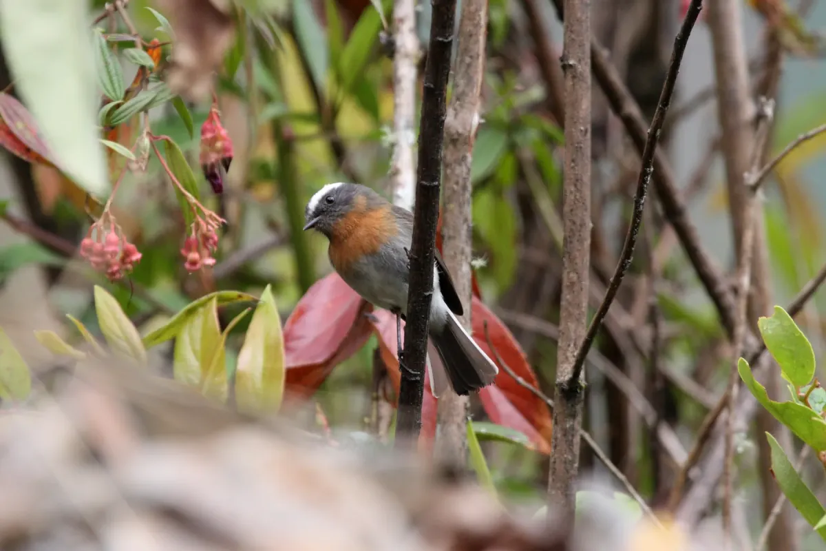 File:Rufous-breasted Chat-tyrant (Ochthoeca rufipectoralis) (4857045688).jpg