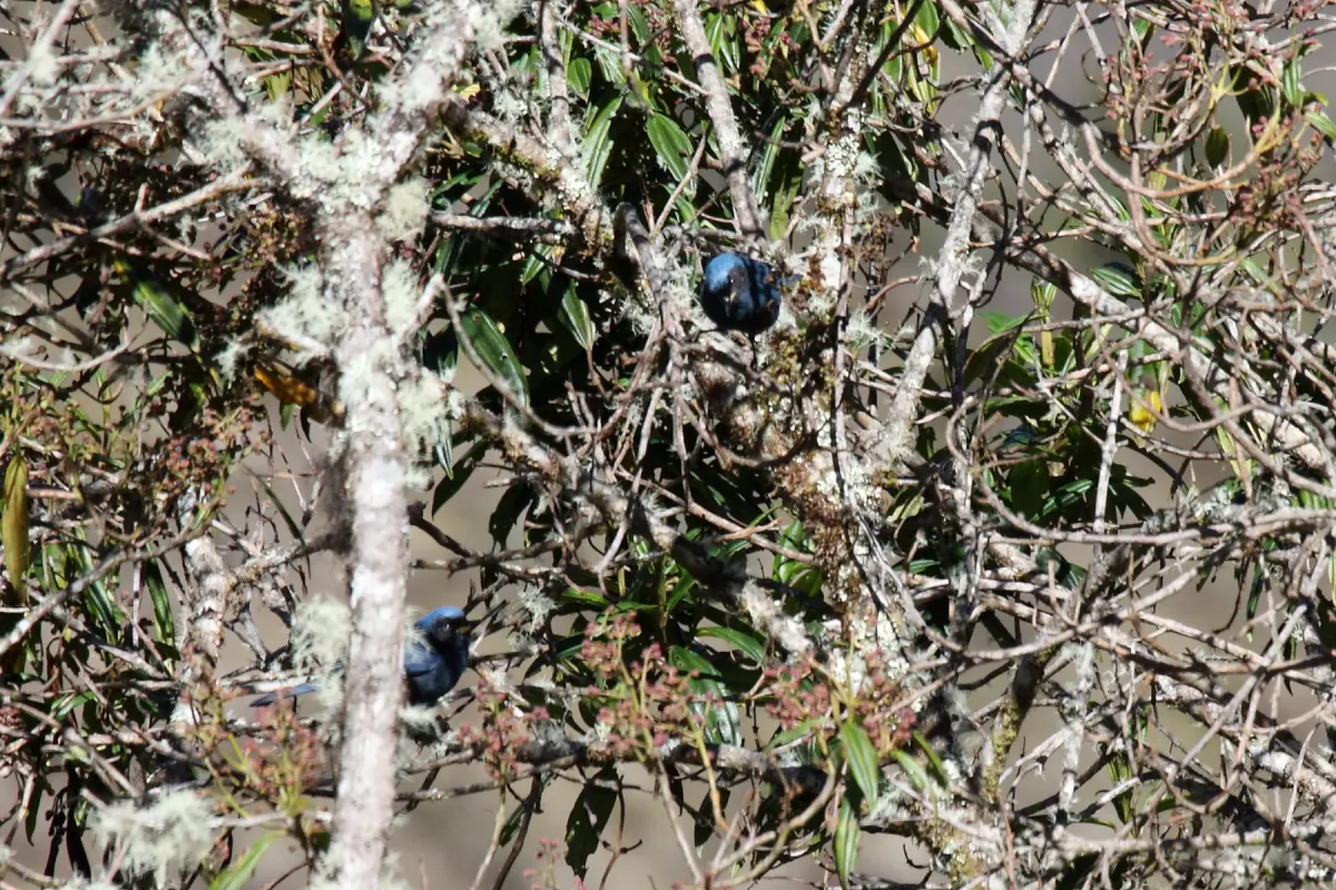 File:Masked Flowerpiercer (Diglossa cyanea) (4856411703).jpg