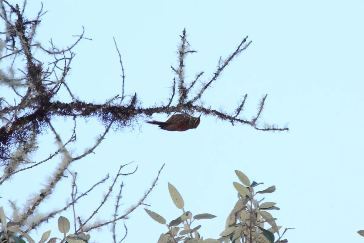 File:Pearled Treerunner (Margarornis squamiger) (4856410475).jpg
