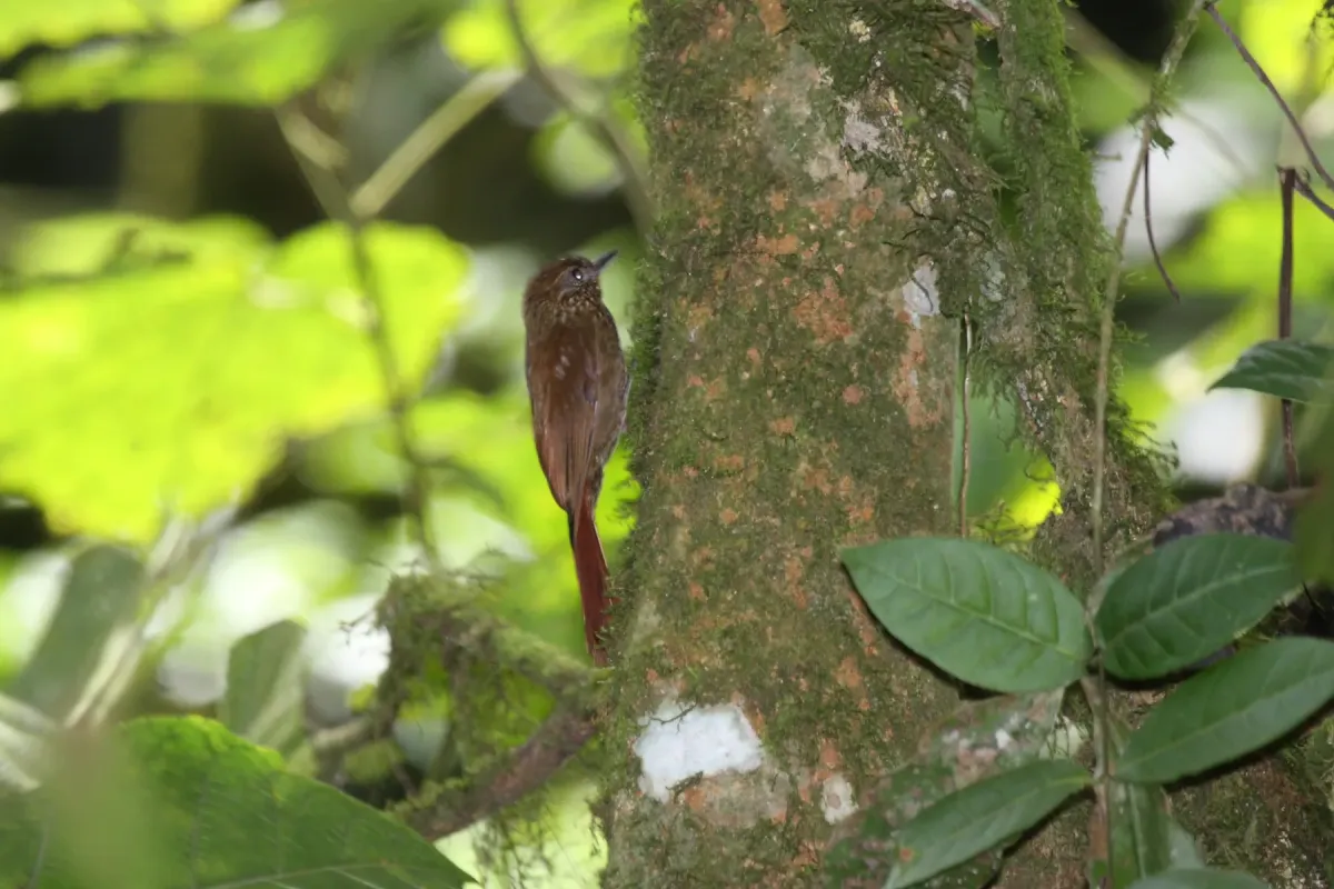 File:Wedge-billed Woodcreeper (Glyphorynchus spirurus) (4512052999).jpg
