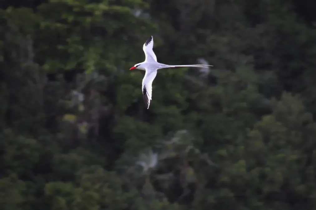 File:Red-billed Tropicbird (Phaethon aethereus) (4090231736).jpg
