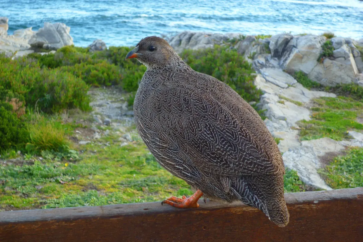 File:Pternistis capensis00.jpg