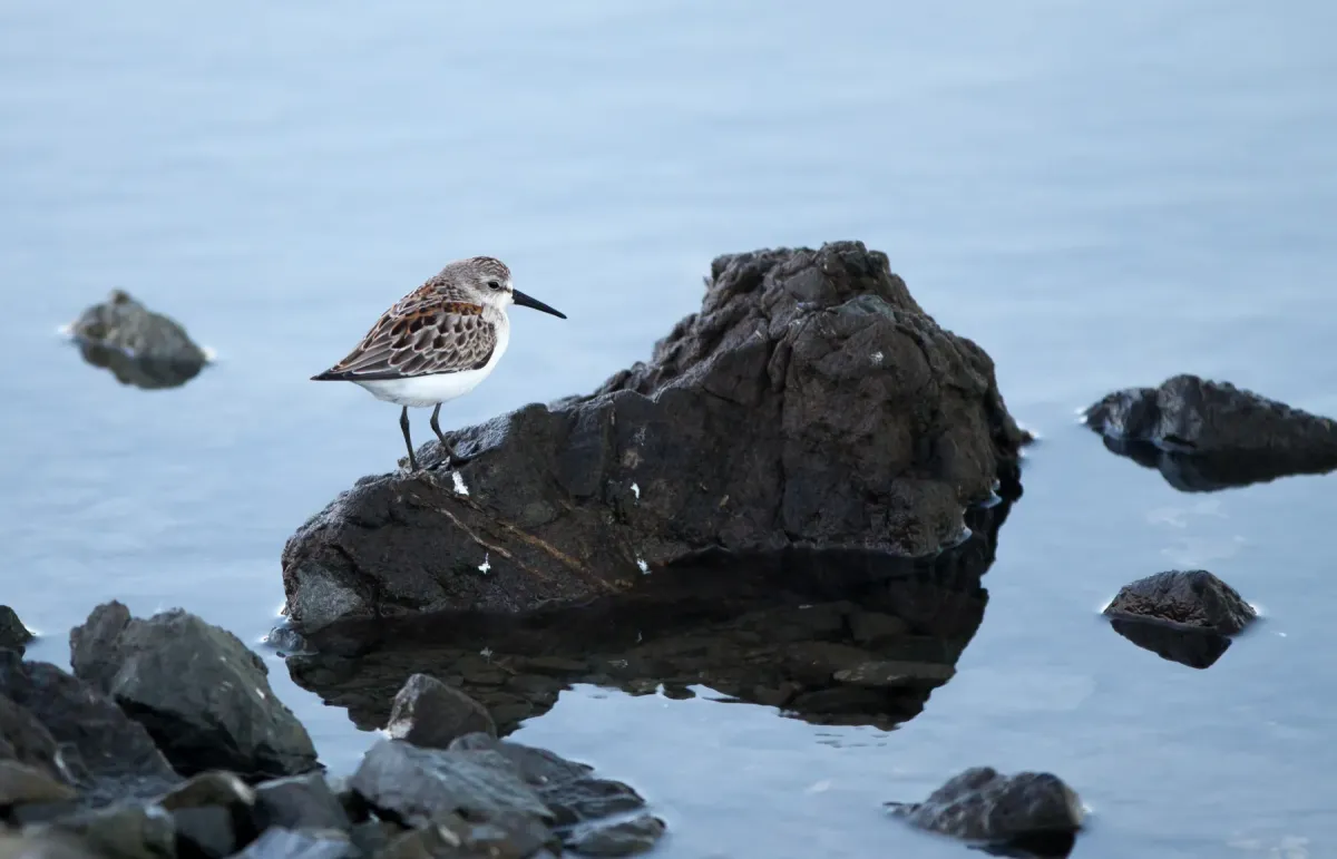File:Calidris mauri (Sandpiper), Bodega Bay.jpg