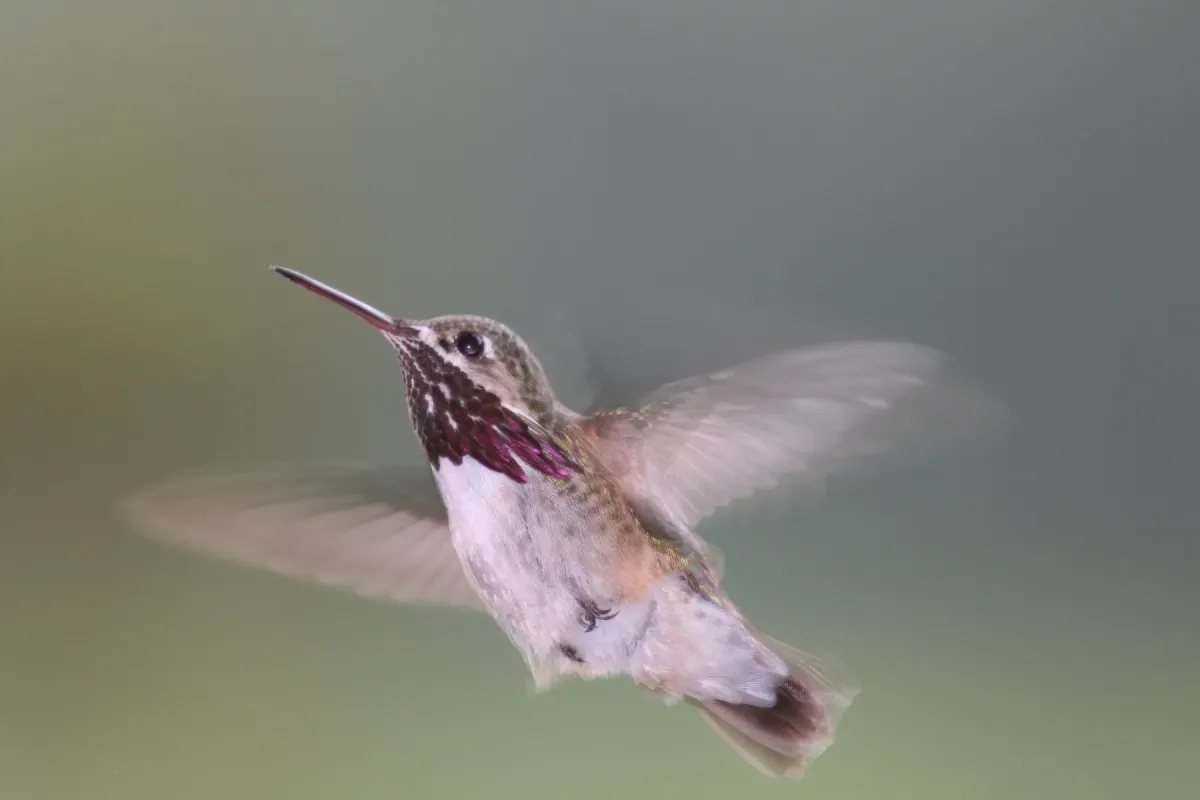 File:Pause in Flight; Calliope Hummingbird (Stellula calliope).jpg