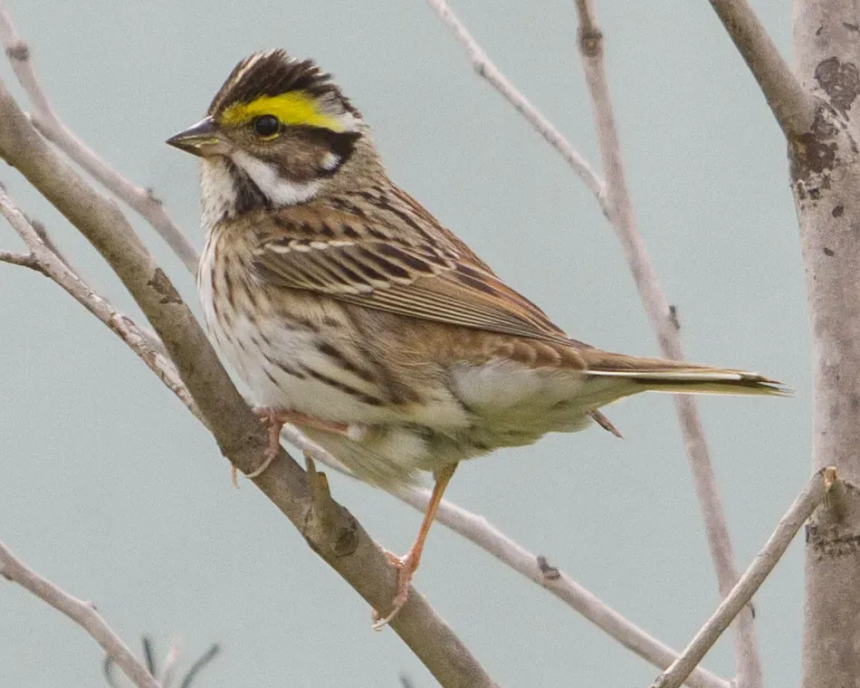File:Yellow-browed bunting (Emberiza chrysophrys) Eocheong Island Korea 2012.jpg