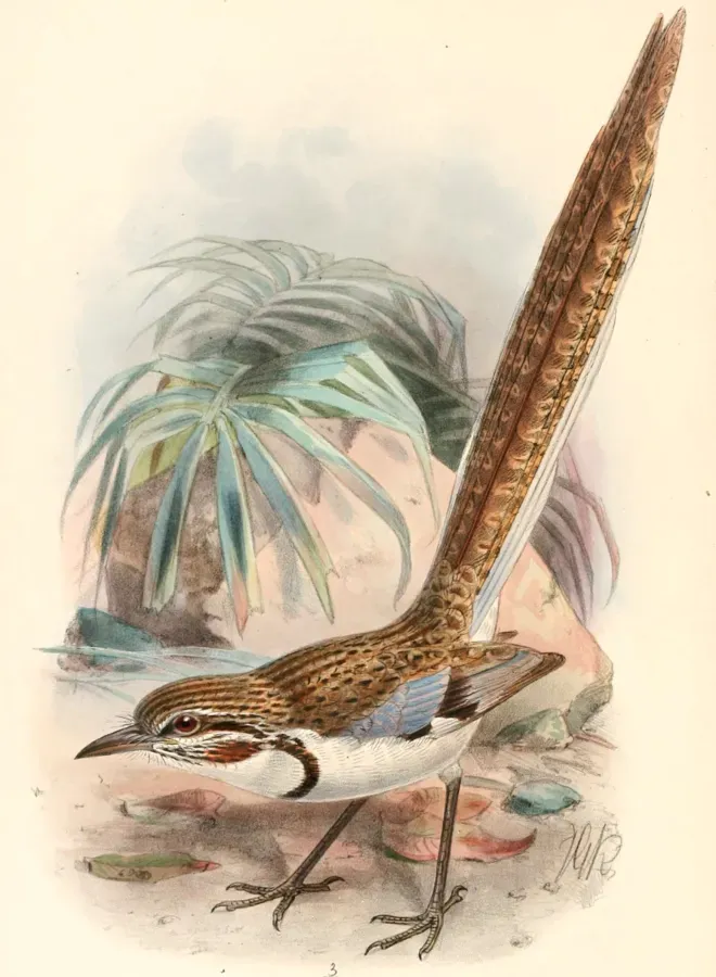 File:Uratelornis chimaera Keulemans.jpg