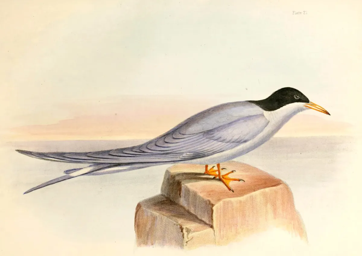 File:Chlidonias albostriatus Hullmandel.jpg