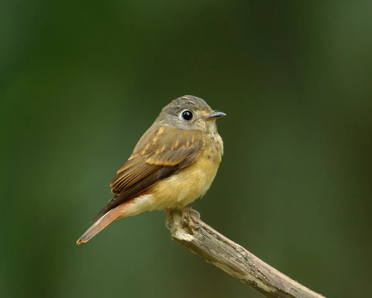 File:Muscicapa ferruginea -side-8.jpg