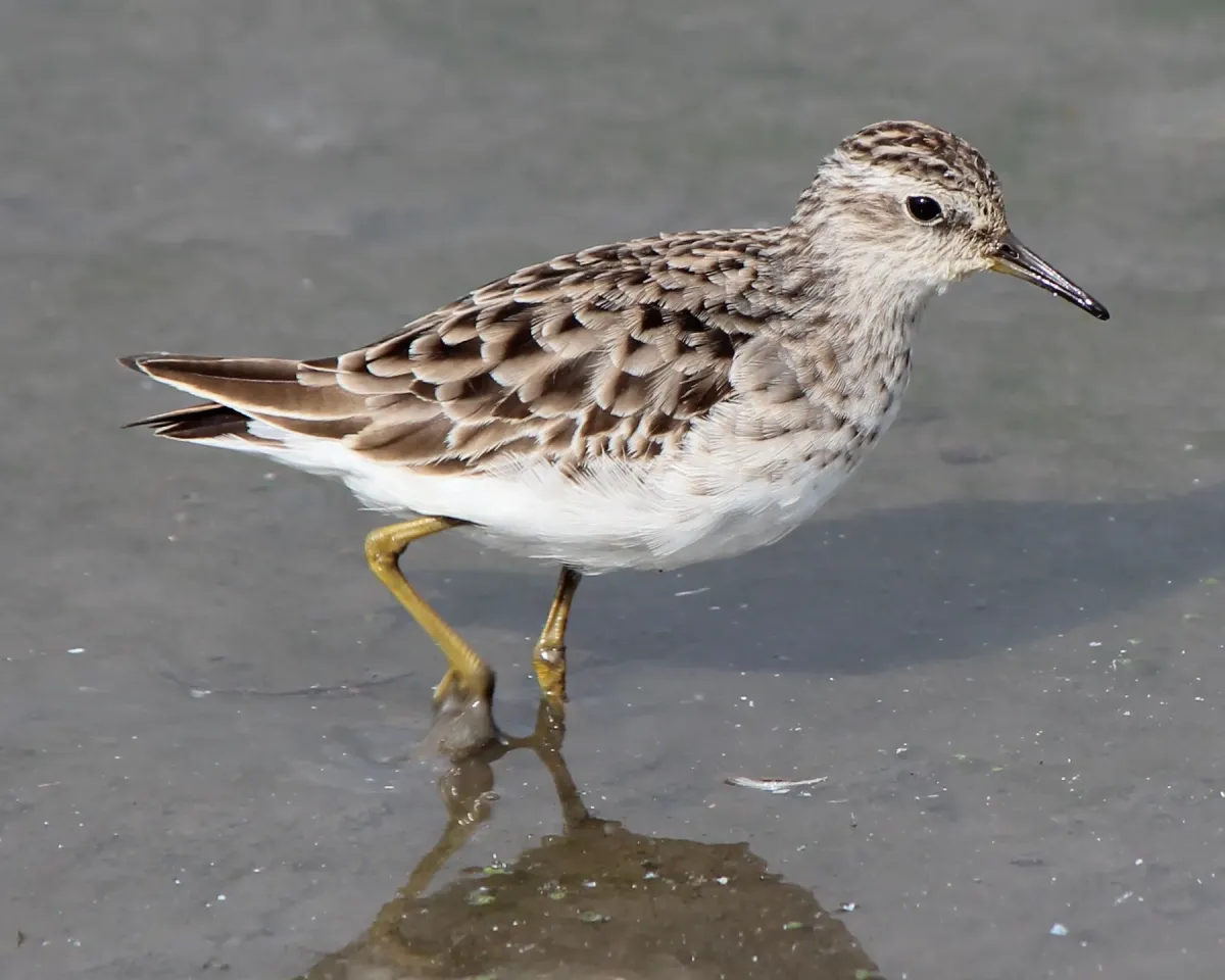 File:Calidris subminuta walking.JPG