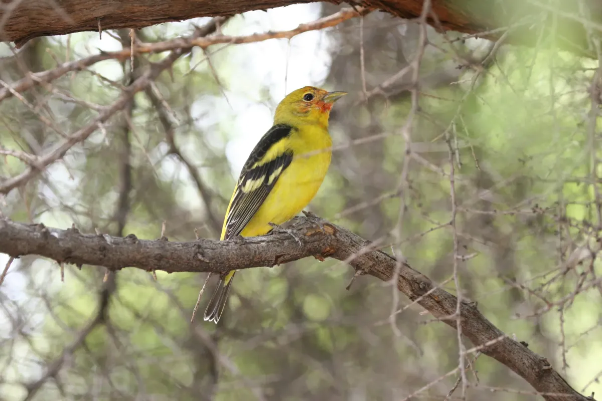 File:Western Tanager (Piranga ludoviciana).jpg
