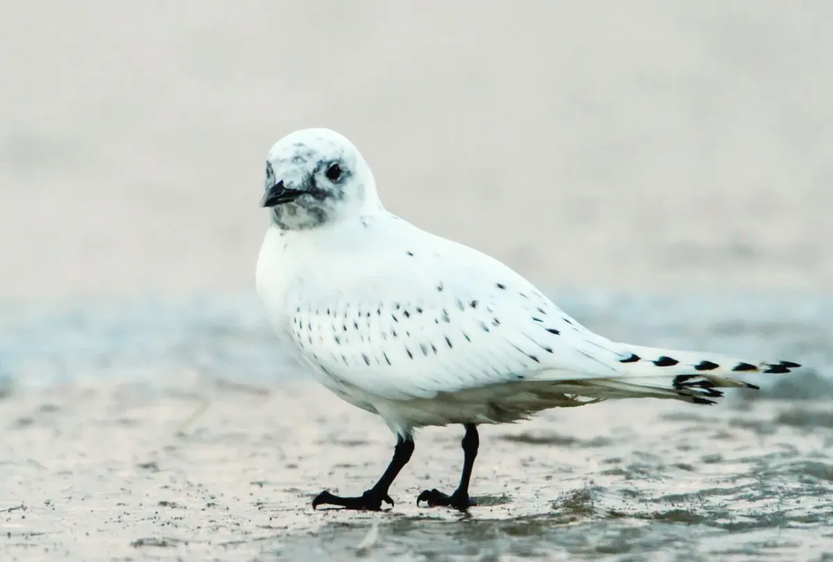 File:Ivory Gull - Pagophila eburnea - Ísmáfur.jpg
