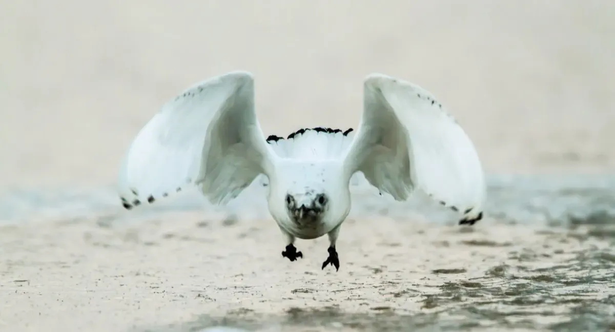 File:Ivory Gull (Pagophila eburnea).jpg