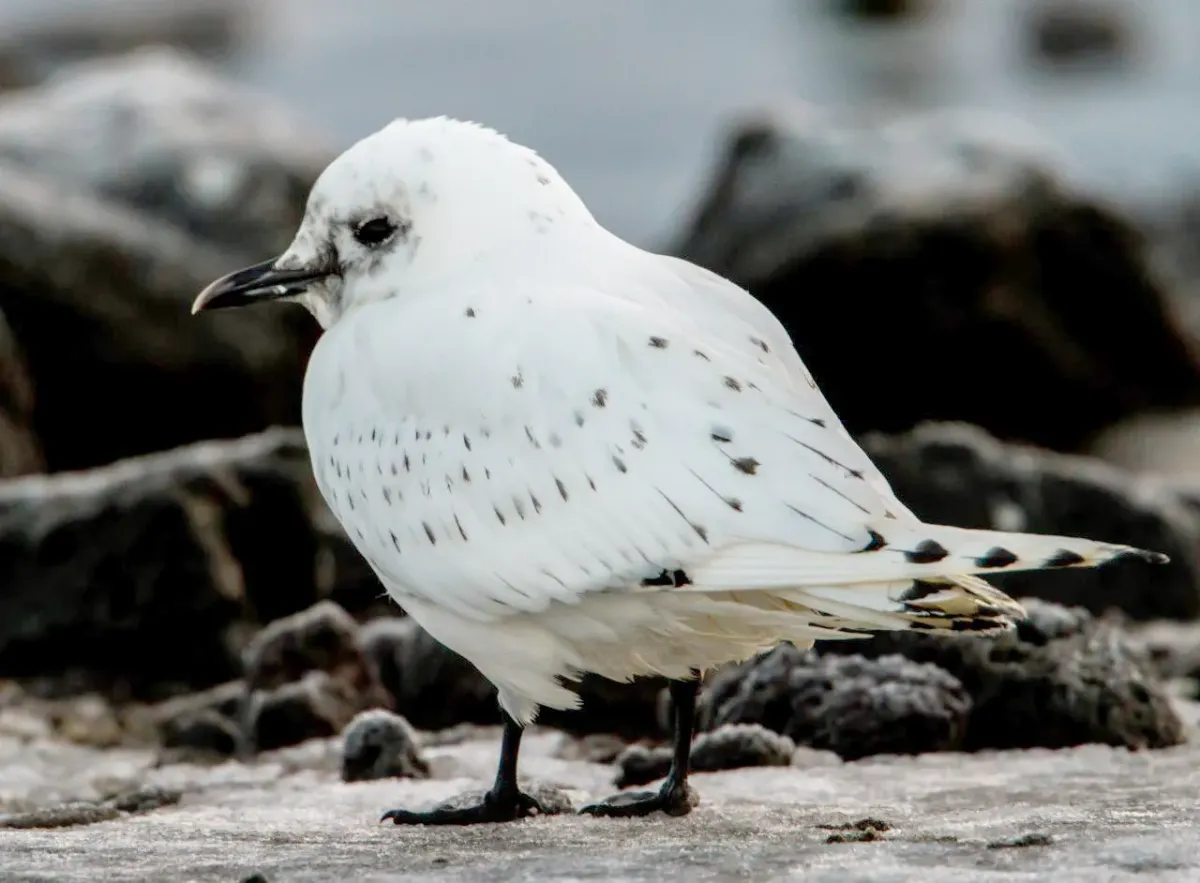 File:Ivory Gull. Pagophila eburnea. Ísmáfur.jpg