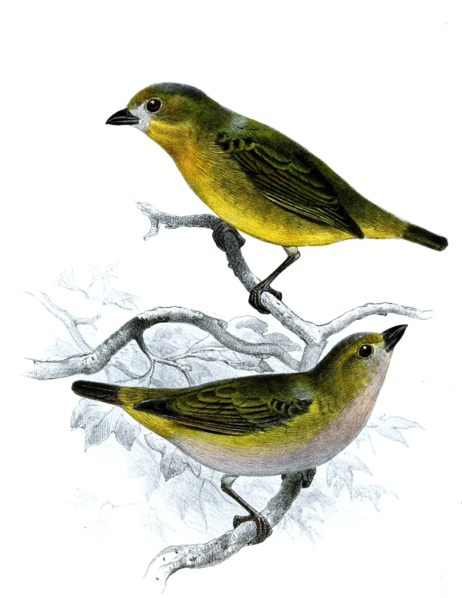 File:Euphonia chrysopasta Smit.jpg