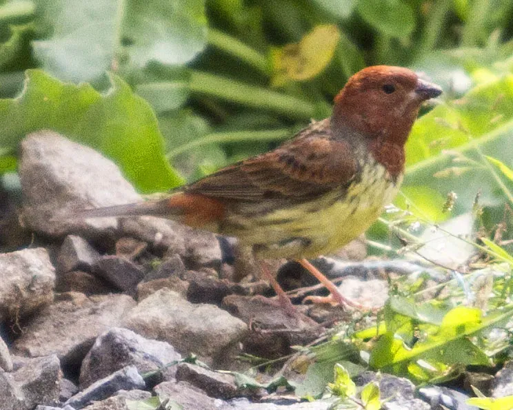 File:Chestnut Bunting (Emberiza rutila) Eocheong Island, Korea May 2012.jpg