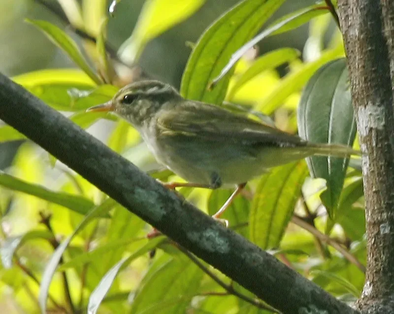 File:Arctic Warbler (Phylloscopus borealis) - Flickr - Lip Kee.jpg