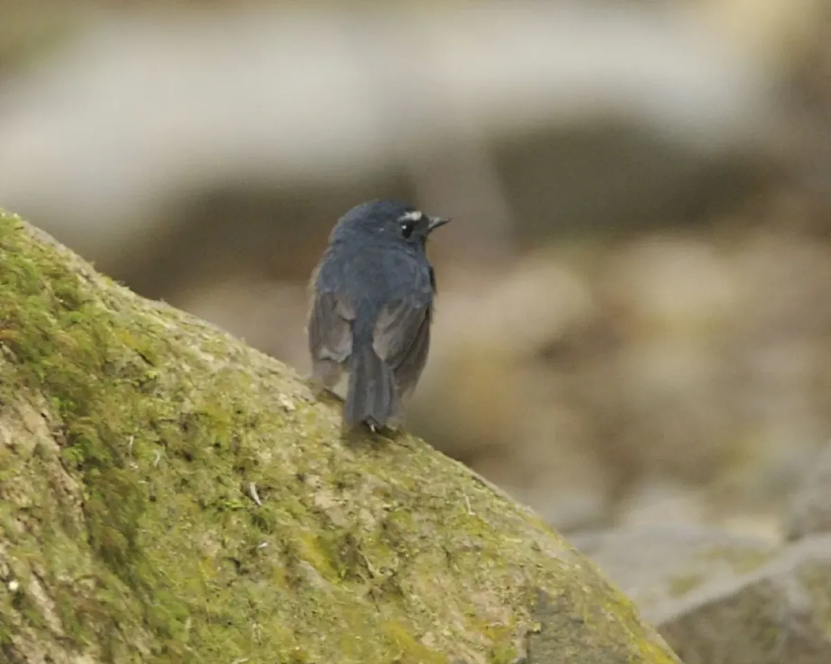 File:Snowy browed flycatcher (Ficedula hyperythra) - Flickr - Lip Kee.jpg