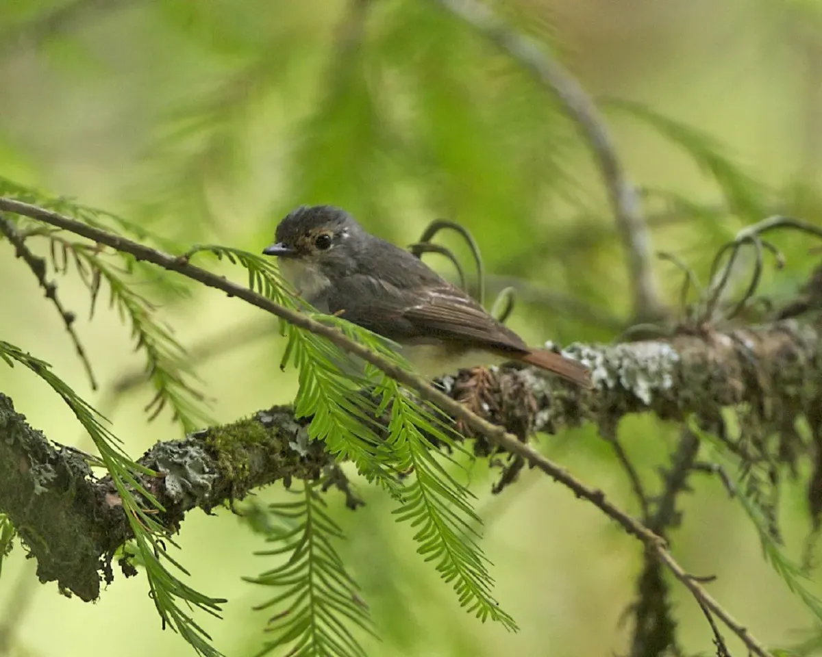 File:Snowy-browed Flycatcher (Ficedula hyperythra) female - Flickr - Lip Kee (1).jpg
