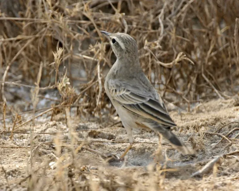 File:Long-billed Pipit - Persian Rock Pipit (Anthus similis decaptus) - Flickr - Lip Kee.jpg