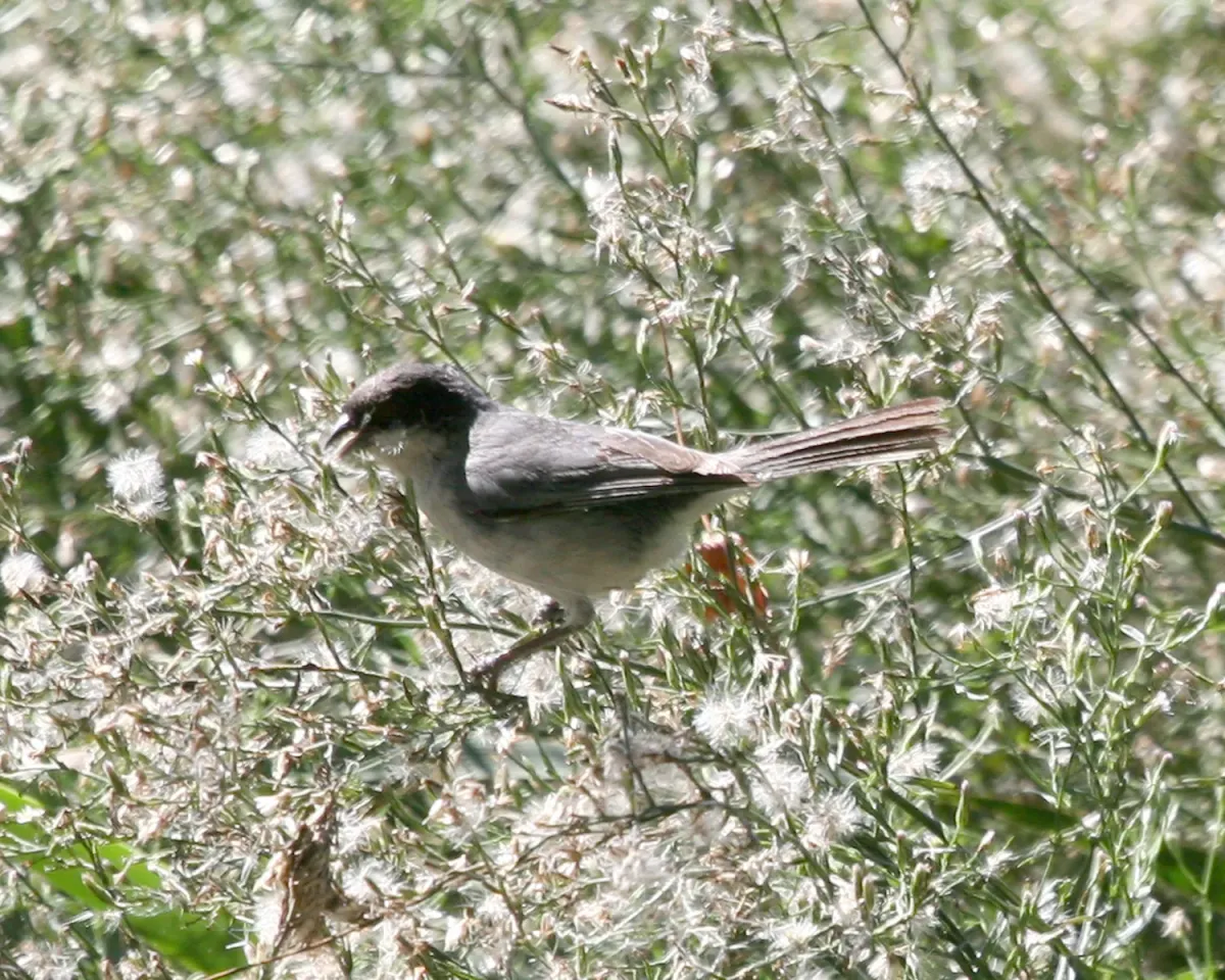 File:Black-capped Warbling Finch (Microspingus melanoleucus), Costanera, Buenos Aires, Argentina.jpg