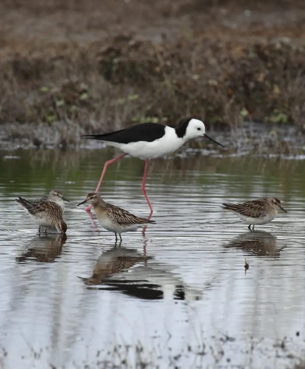 File:Himantopus leucocephalus and Calidris - Christopher Watson.jpg