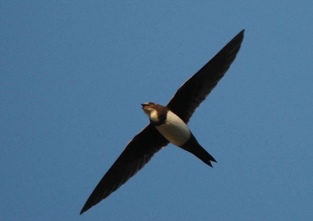 File:Tachymarptis melba in flight.jpg