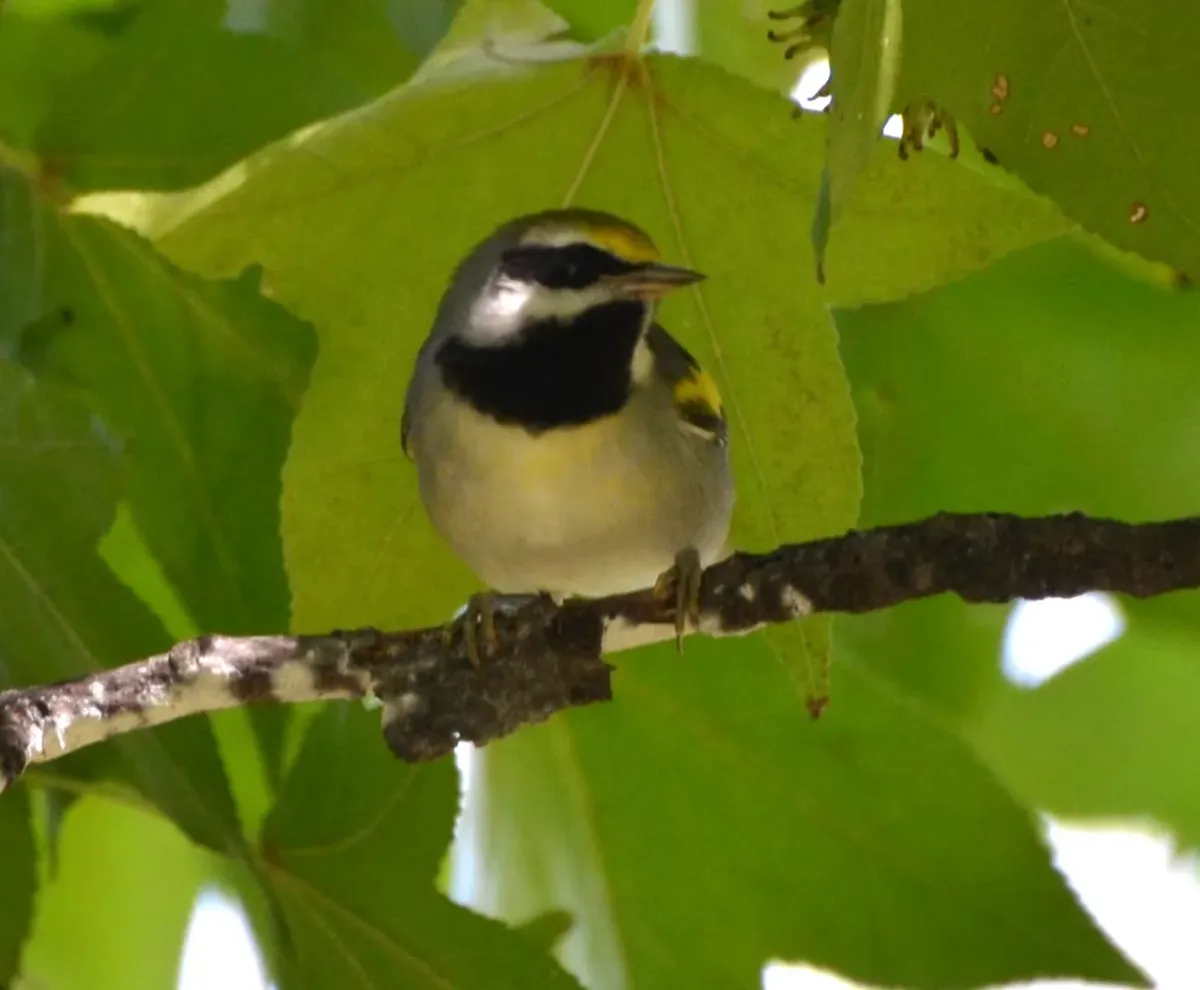 File:Vermivora chrysoptera St Louis Missouri 3.jpg