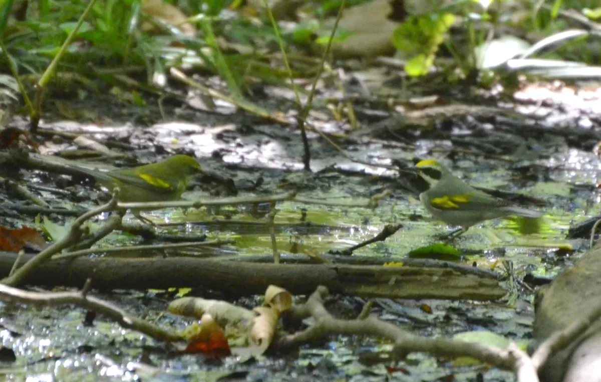 File:Vermivora chrysoptera St Louis Missouri 6.jpg