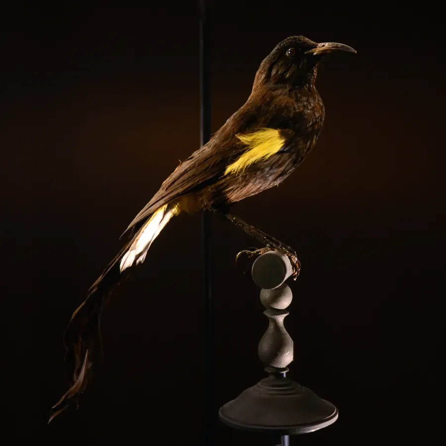 File:Mus Nat Hist Nat 25022013 Moho nobilis.jpg