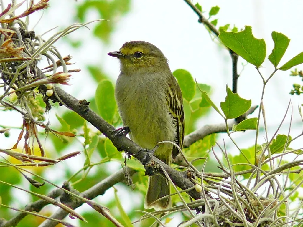 File:Zimmerius chrysops.JPG
