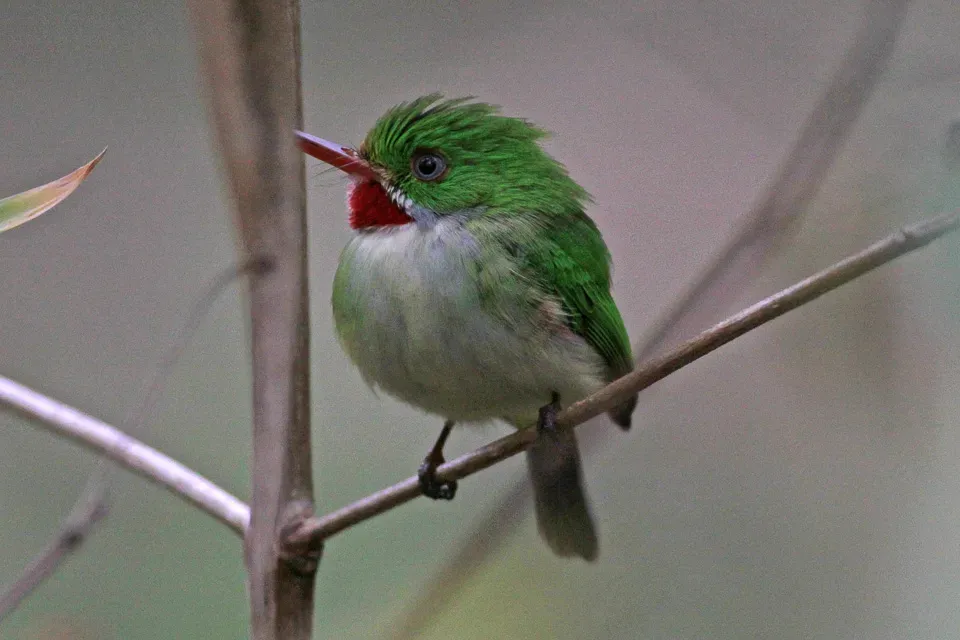 File:Todus todus -near Marshall's Pen Great House, Manchester Parish, Middlesex, Jamaica-8.jpg