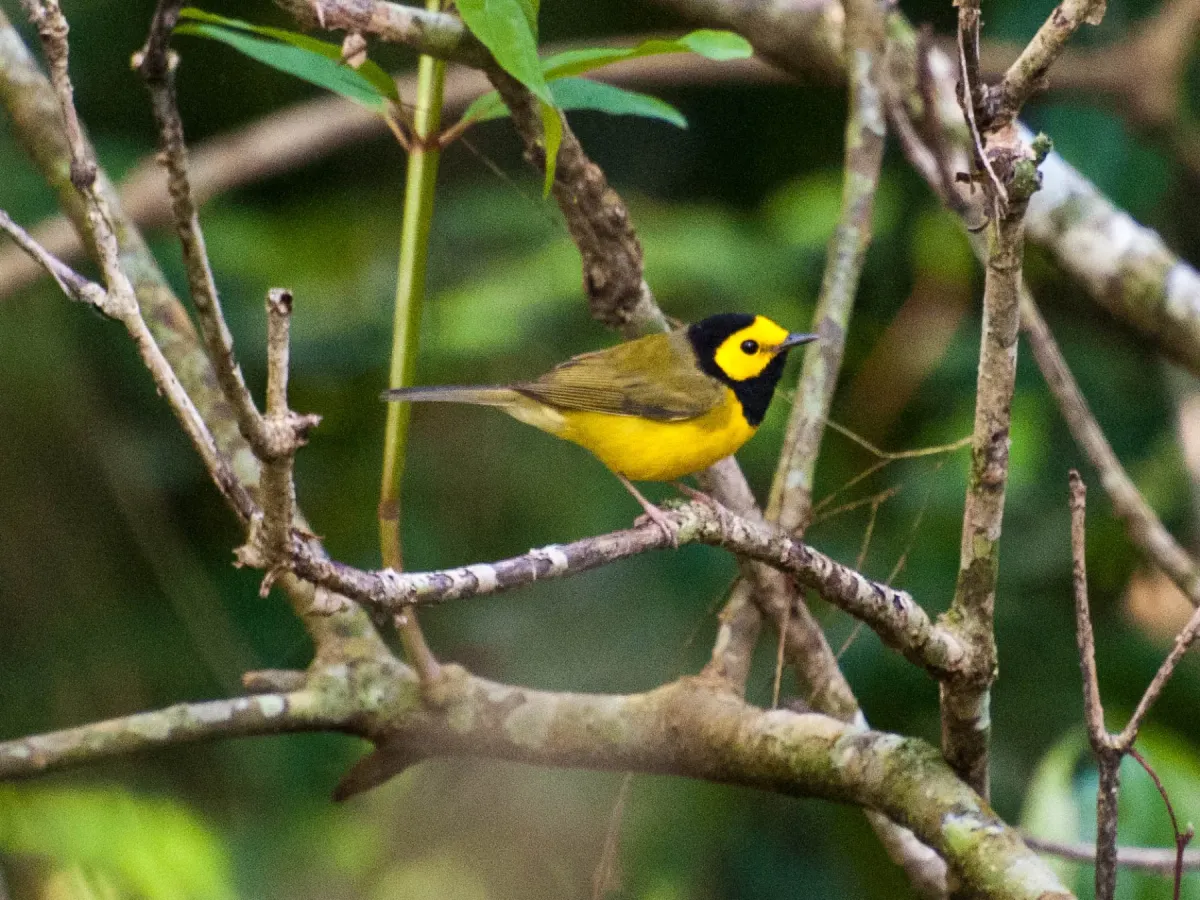 File:Setophaga citrina Nanciyaga Veracruz.jpg