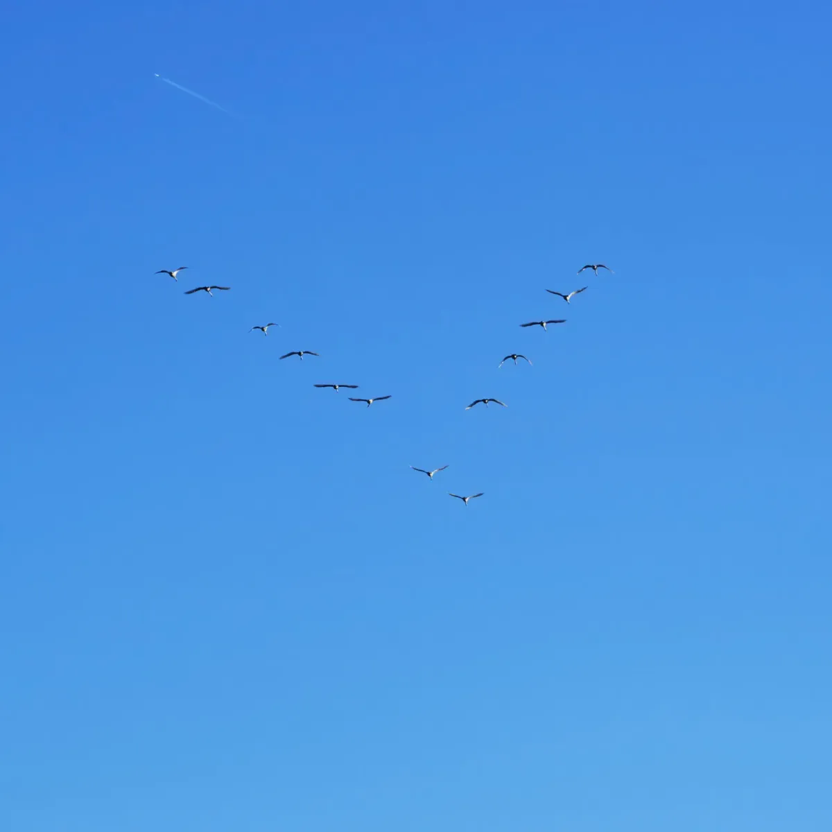 File:Anser fabalis V formation.jpg