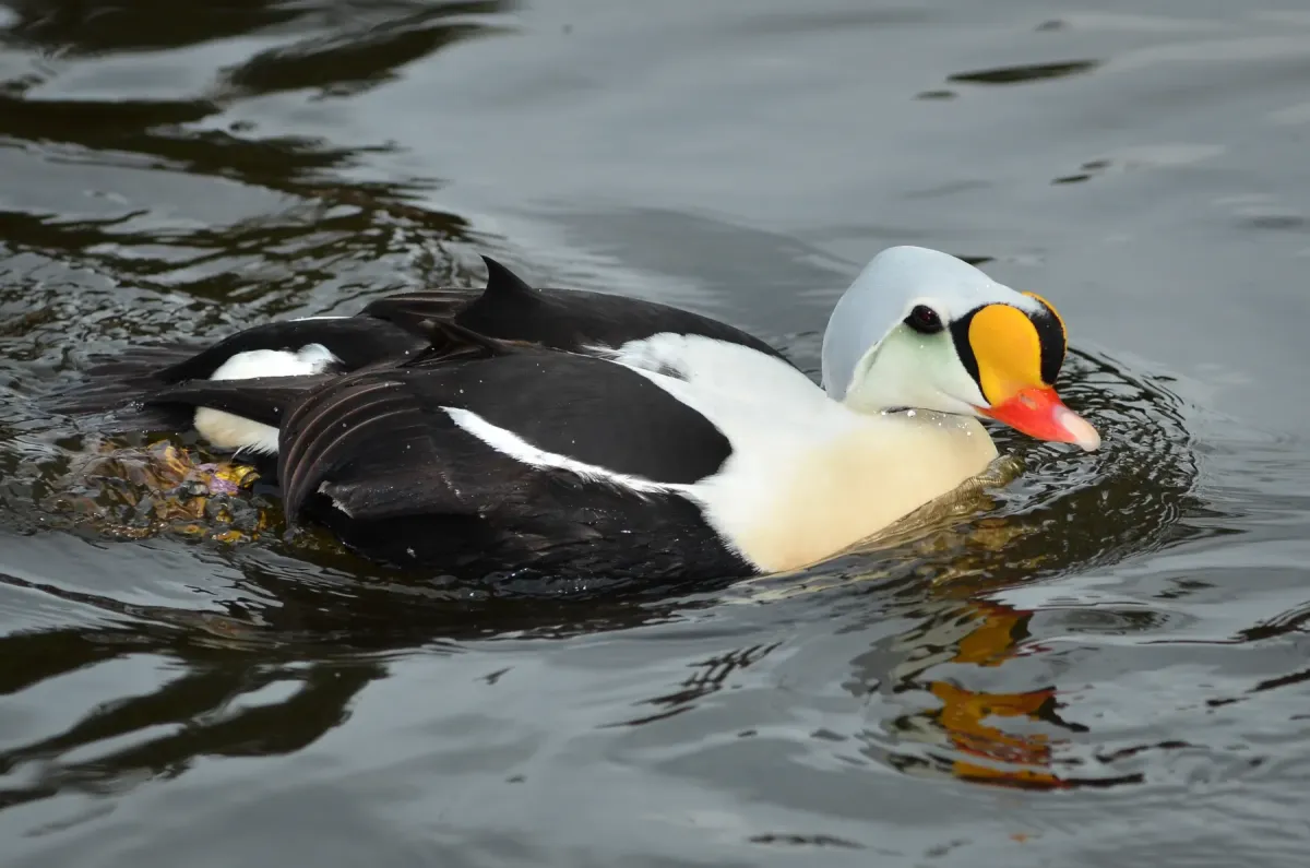 File:Somateria spectabilis (King Eider - Prachteiderente) - Weltvogelpark Walsrode 2012-29.jpg