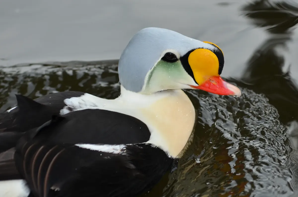 File:Somateria spectabilis (King Eider - Prachteiderente) - Weltvogelpark Walsrode 2012-37.jpg