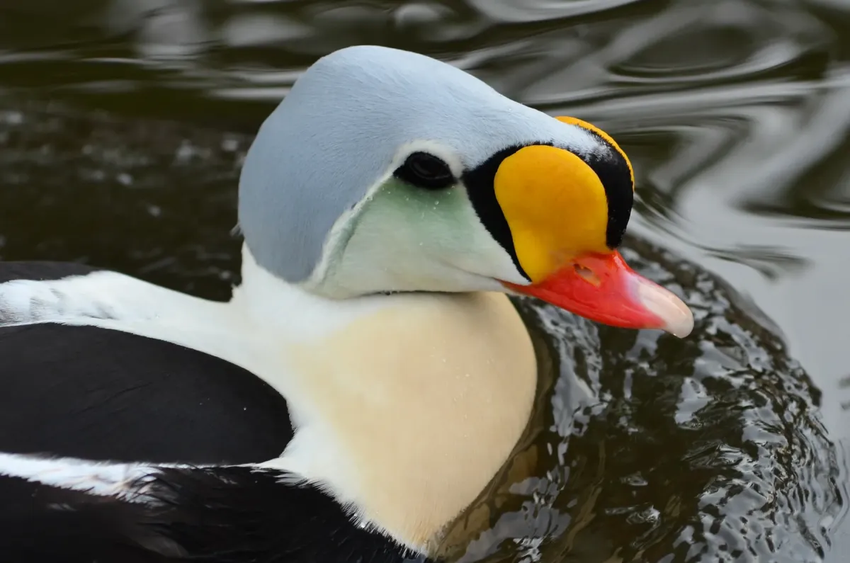 File:Somateria spectabilis (King Eider - Prachteiderente) - Weltvogelpark Walsrode 2012-36.jpg