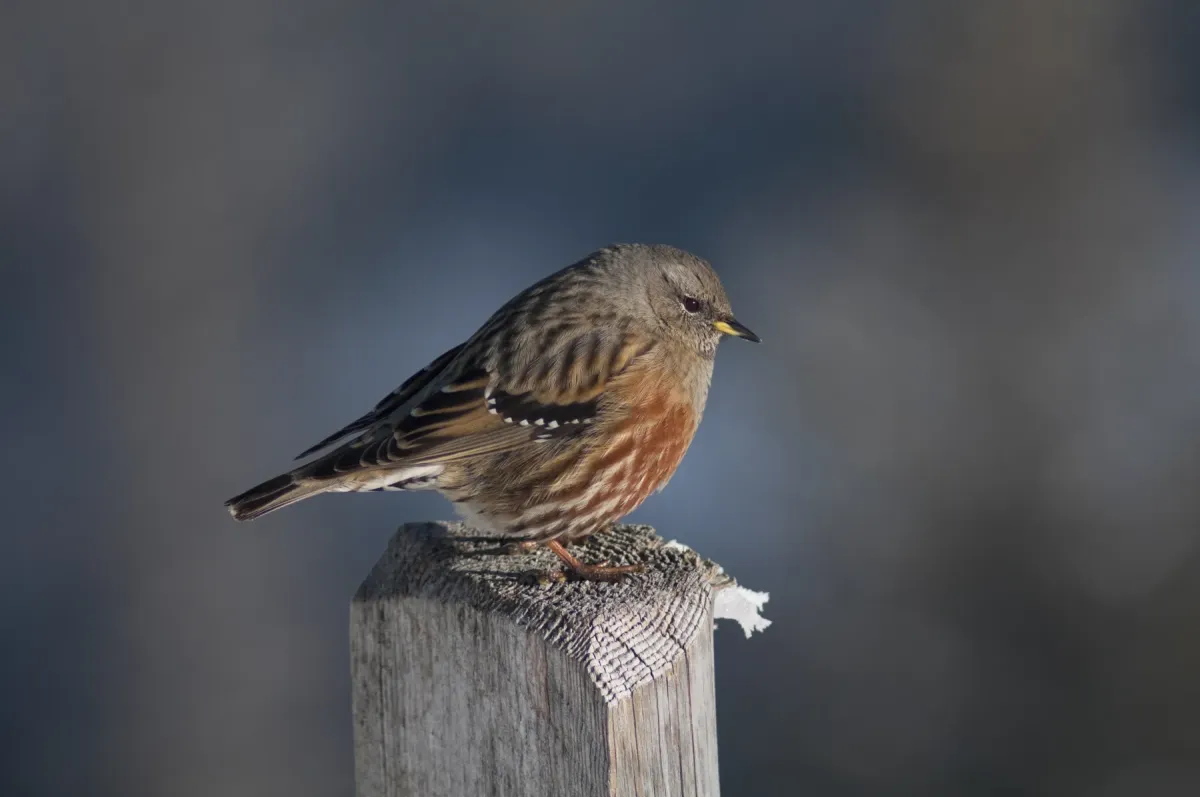 File:Alpenbraunelle (Prunella collaris).jpg