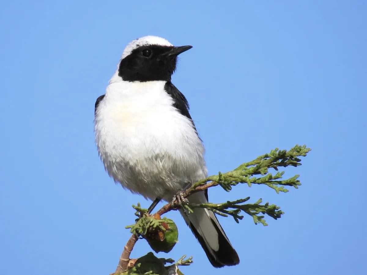 File:Oenanthe melanoleuca, Palestine 2.jpg
