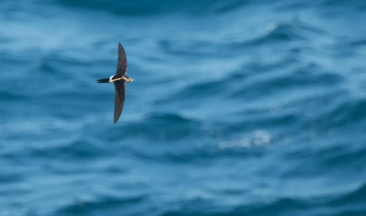 File:Apus pacificus -Japan -flying-8 (1).jpg