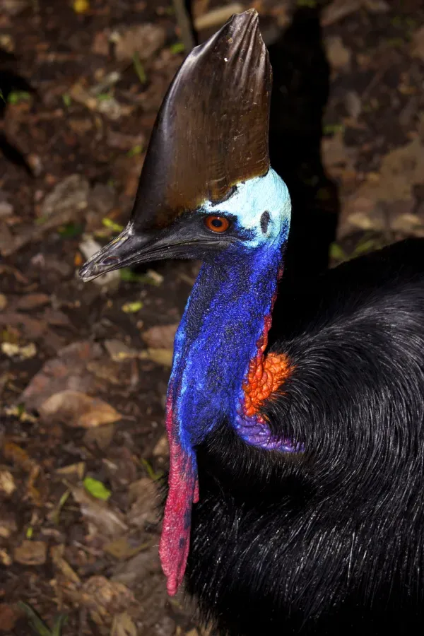 File:Casuarius casuarius Southern Cassowary Papua New Guinea by Nick Hobgood.jpg