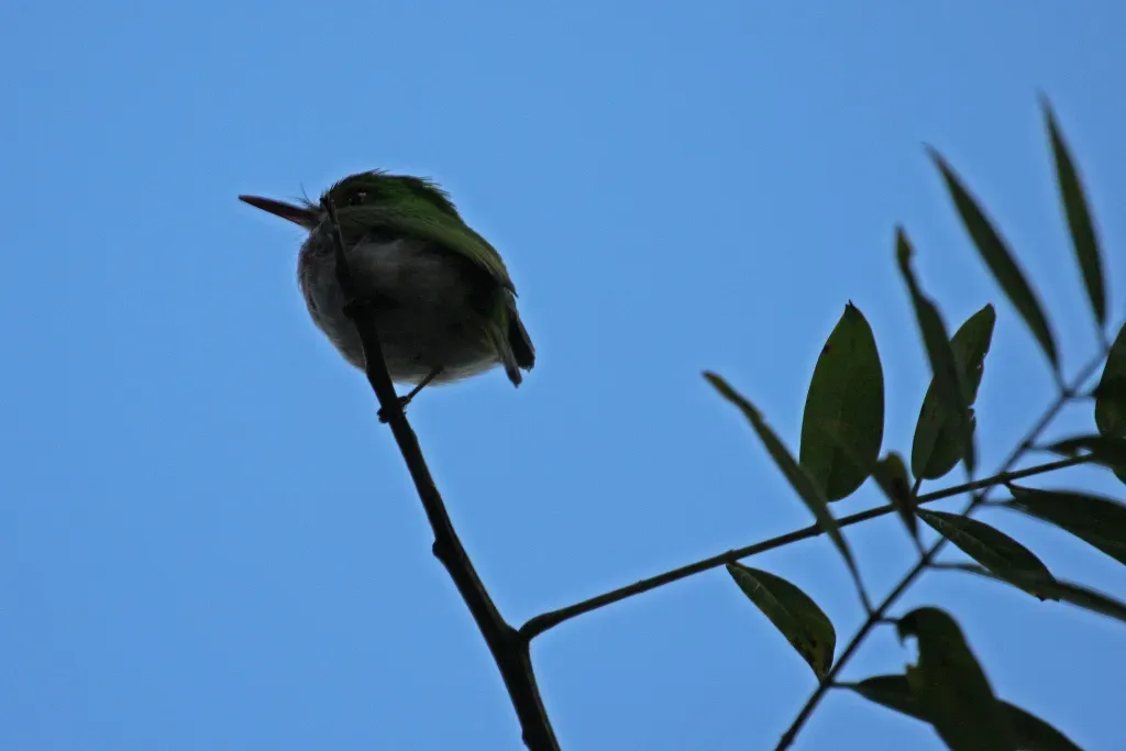 File:Cuban Tody (Todus multicolor) (8591587279).jpg