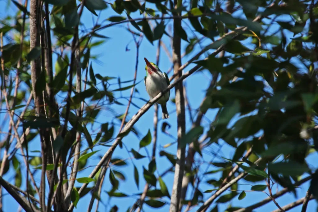 File:Cuban Tody (Todus multicolor) (8592687788).jpg