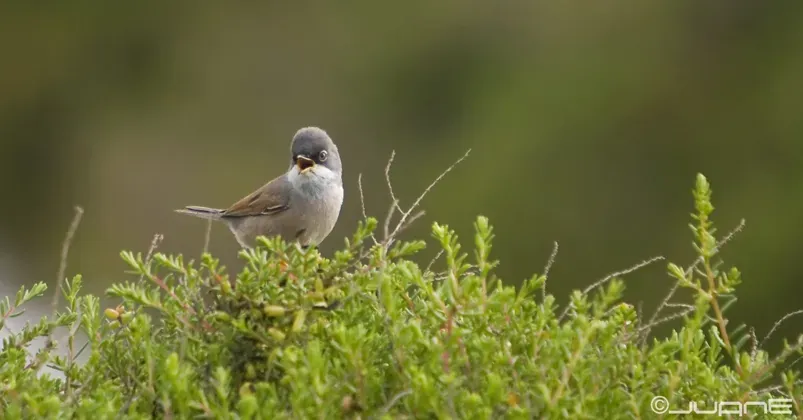 File:Curruca tomillera Sylvia conspicillata orbitalis, Ssp. (4375392476).jpg