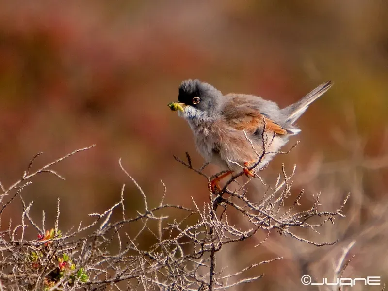 File:Curruca tomillera Sylvia conspicillata orbitalis, Ssp. (4334702745).jpg