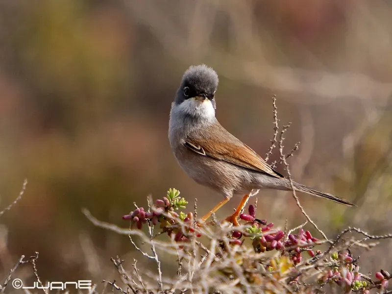 File:Curruca tomillera Sylvia conspicillata orbitalis, Ssp. (4334703119).jpg