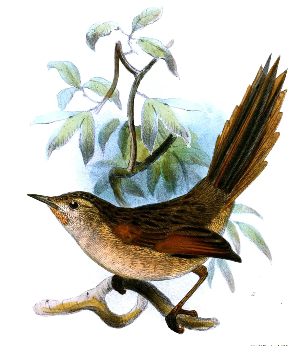 File:Asthenes wyatti - Joseph Smit.jpg