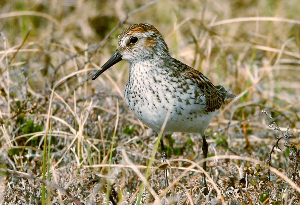 File:Calidris mauri1.jpg