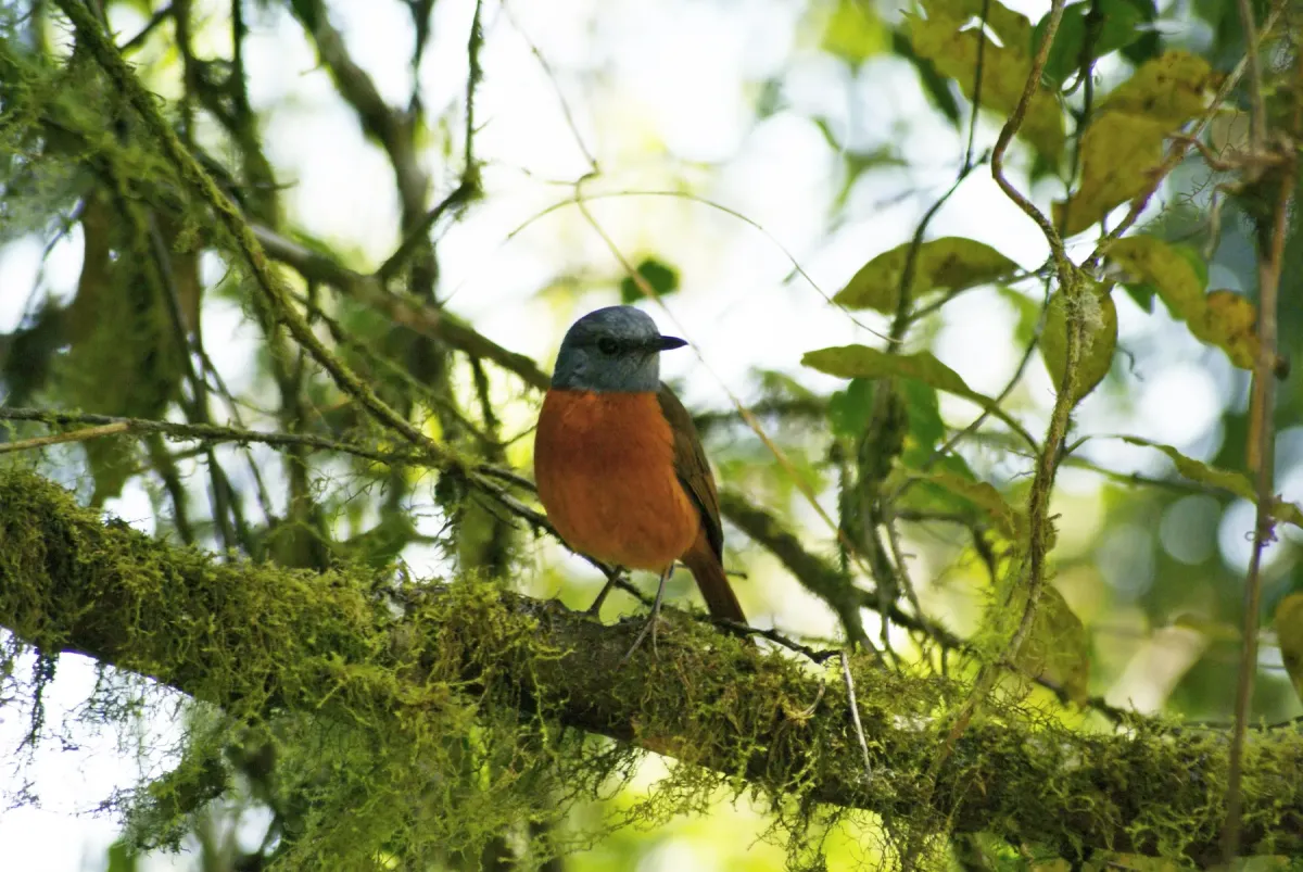 File:Monticola erythronotus, Antsiranana, Madagascar.jpg