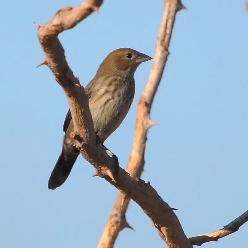 File:Volatinia jacarina - Blue-black Grassquit (female).JPG